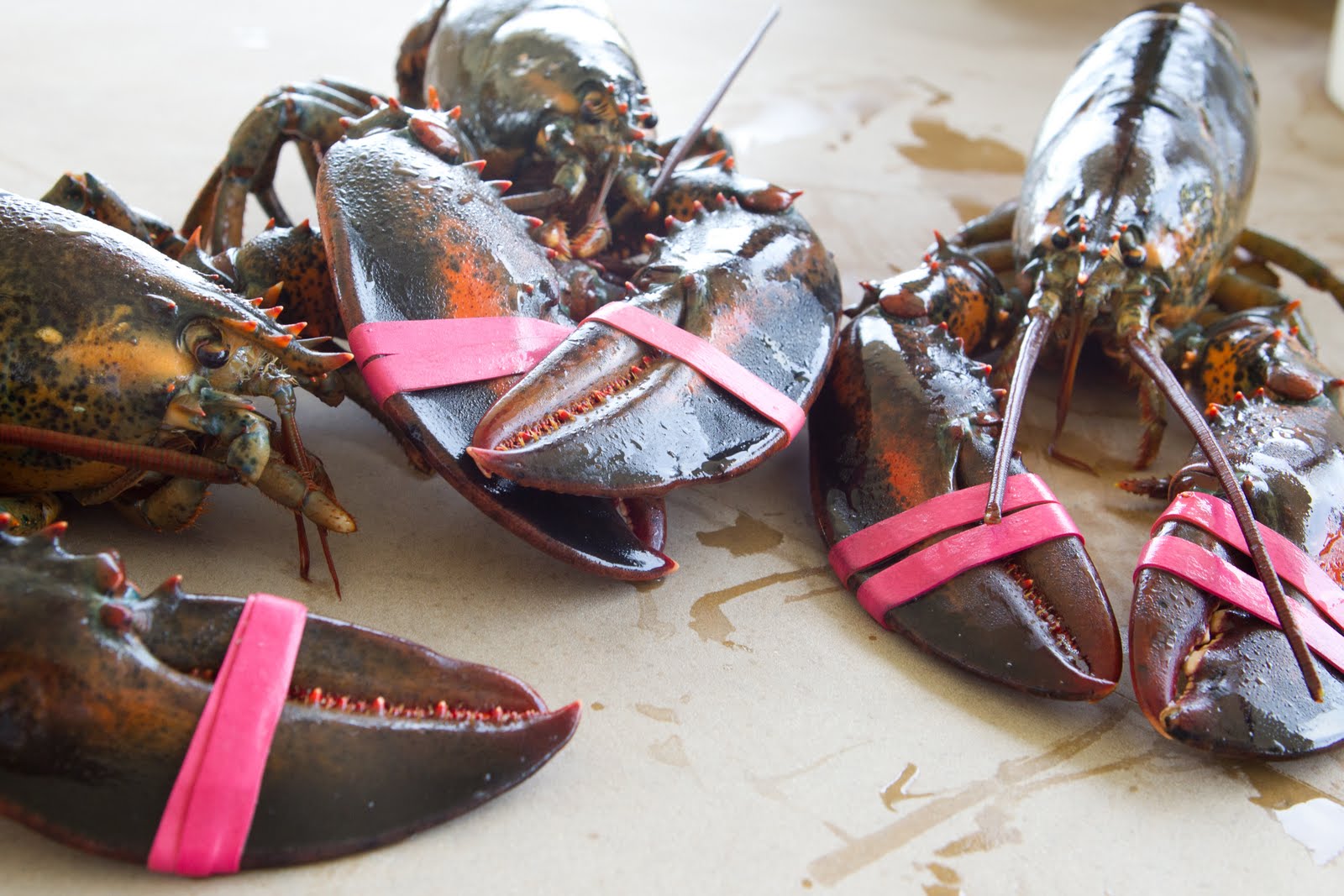 Sous Vide Lobster Risotto and Tarragon Foam My Family Table