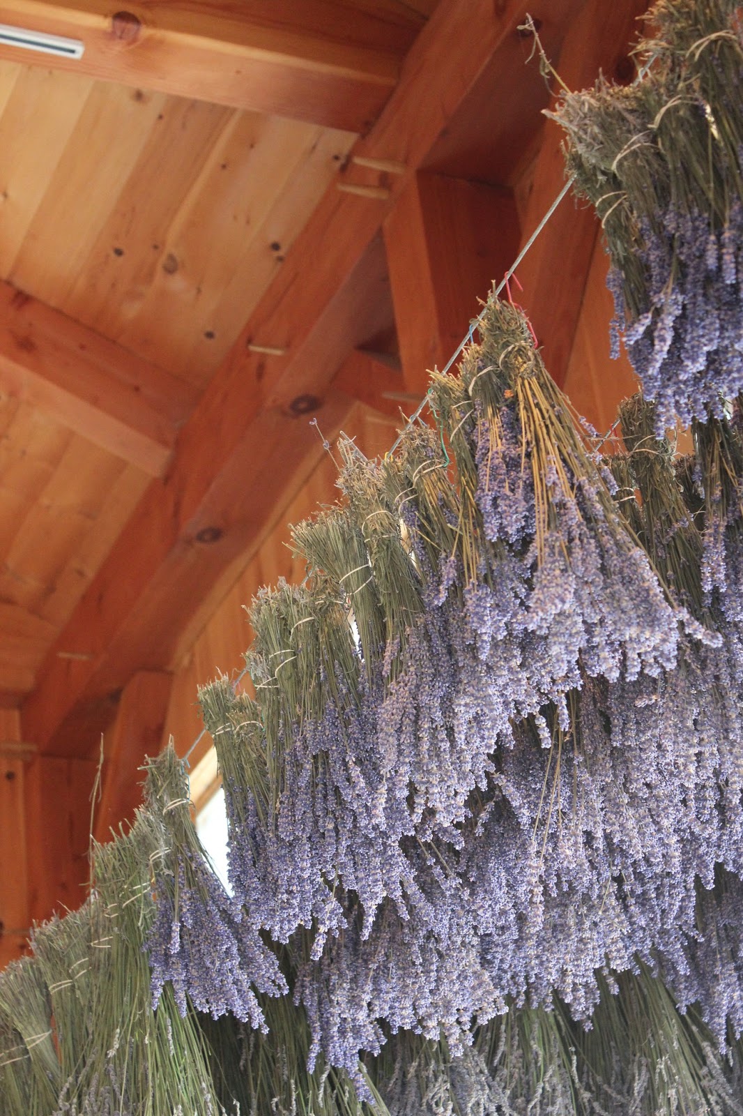 Lavender Nest Lavender By The Bay Lavender Nest