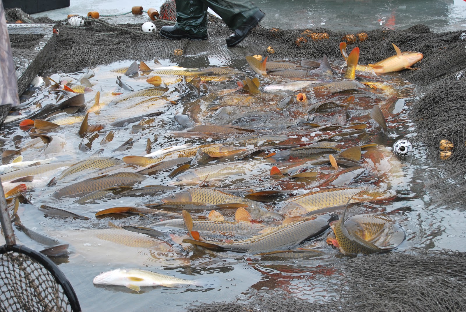 Brandon Mn History Center Stowe Lake cleaned of 50,000 pounds of rough