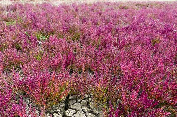 rencontres naturalistes seichamps