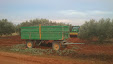 Harvesting olive trees