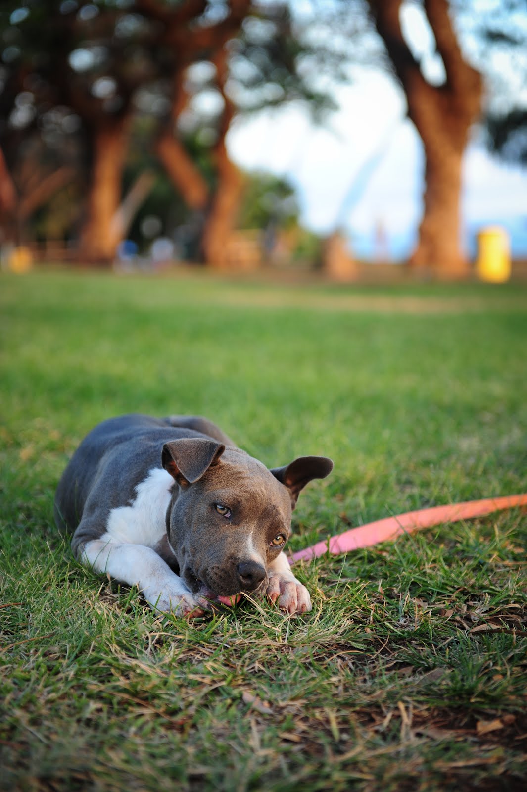 Ross Dance Photography Maui Pitbulls