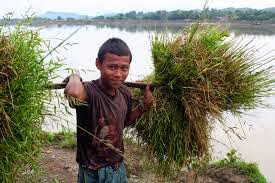 Myanmar Farmer