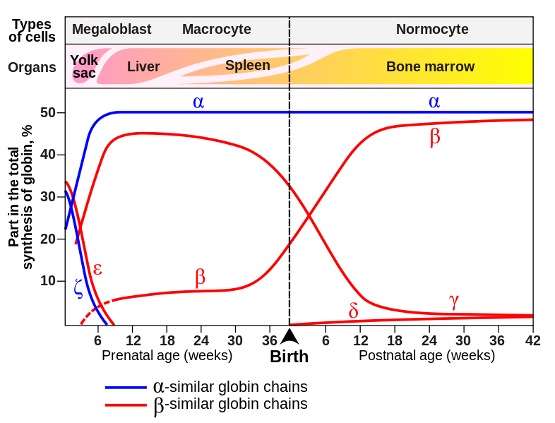 Biochemistry Class notes CONTROL OF HEMOGLOBIN SYNTHESIS