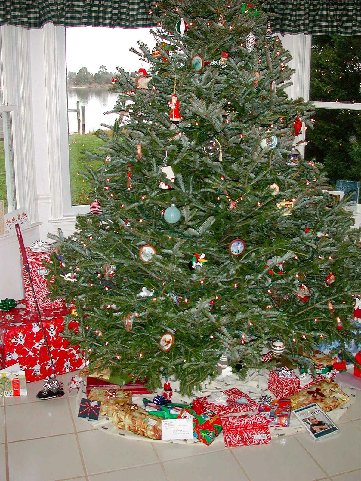 No room for a traditional Christmas tree? Try a Norfolk Island pine