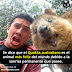 Conoce al Quokka Australiano ¡el animal más feliz del mundo!