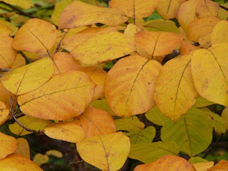 Devoid Of Culture And Indifferent To The Arts: Gardening: An Uncommon