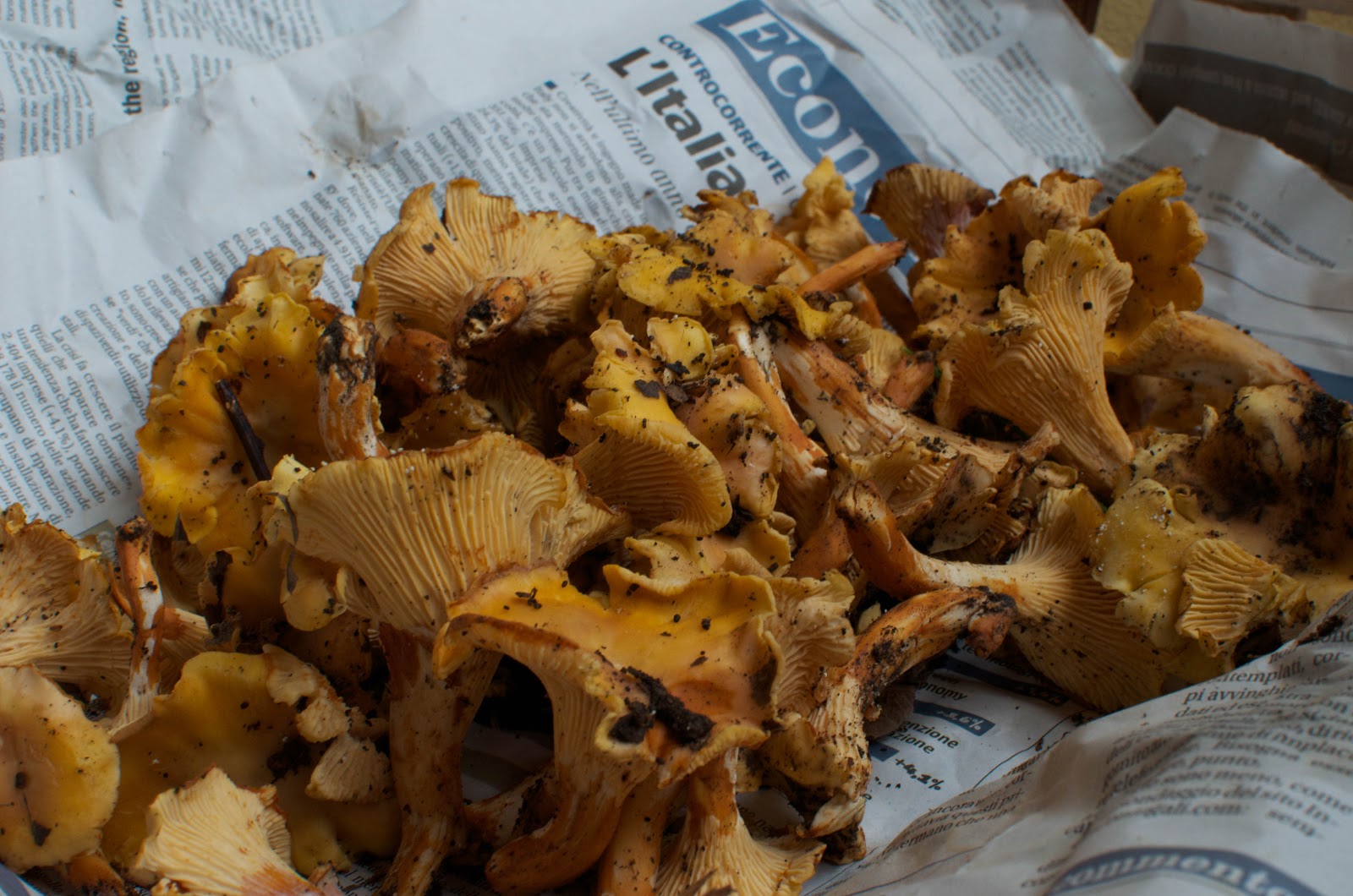La Tavola Marche Pasta with Wild Chanterelle Mushrooms