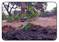 La plantat de copaci