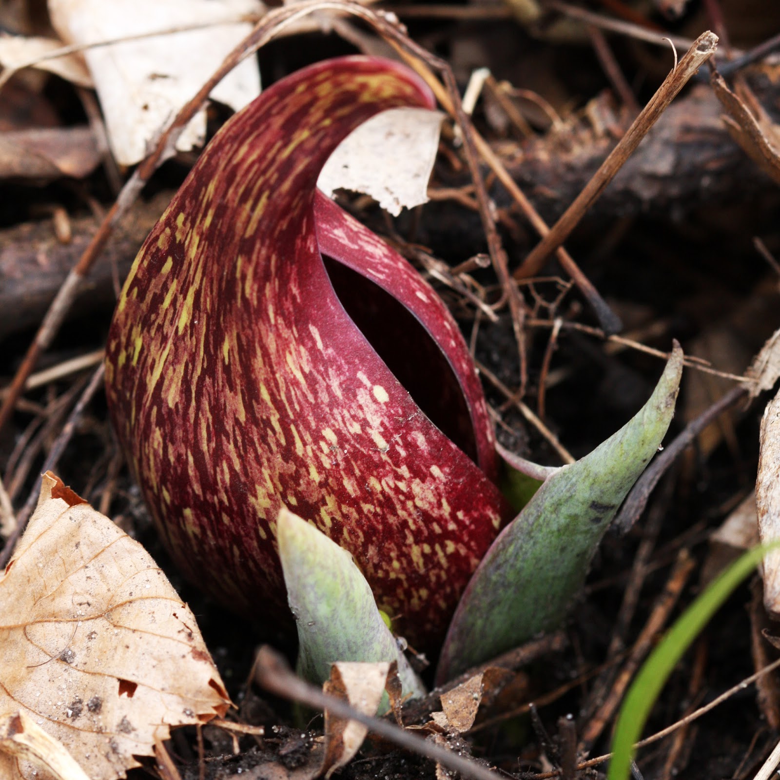 Illinois Natural History Survey Skunk Cabbage Symplocarpus foetidus