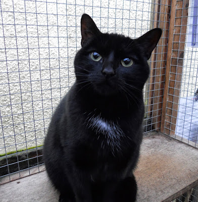Bring a black cat home : Meow! Blog | Cats Protection