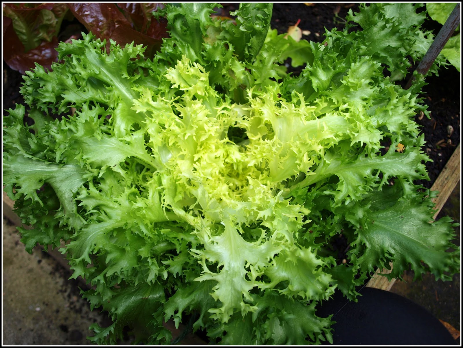 Mark�s Veg Plot Curly Endive
