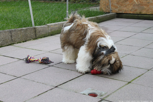 Shih Tzu Olaf spelend met zijn Kong