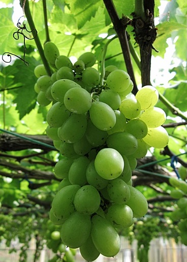 grape vines for sale grape vines for sale