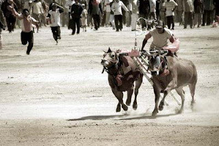 Karapan sapi cow racing