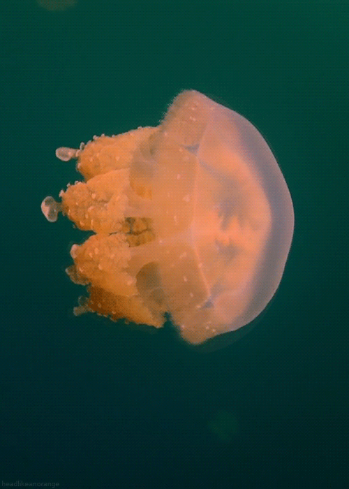 Ảnh động thiên nhiên đẹp - Ảnh con sứa