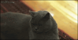 35 Global Cat Day Gif Gallery