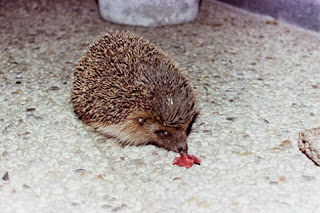 Dies Und Das Vom Neckarstrand Dies Und Das Und Der Igel