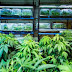 Colorado raises $2M in first month of marijuana taxes (Video).