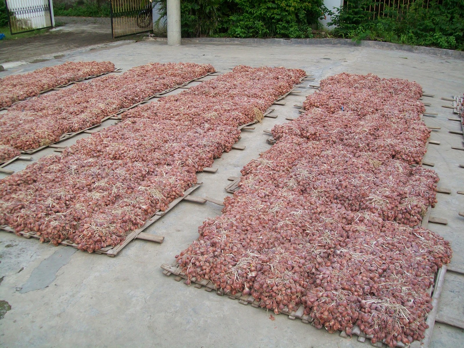 cara menyimpan bawang merah untuk bibit pertanian cara menyimpan bawang merah untuk bibit pertanian