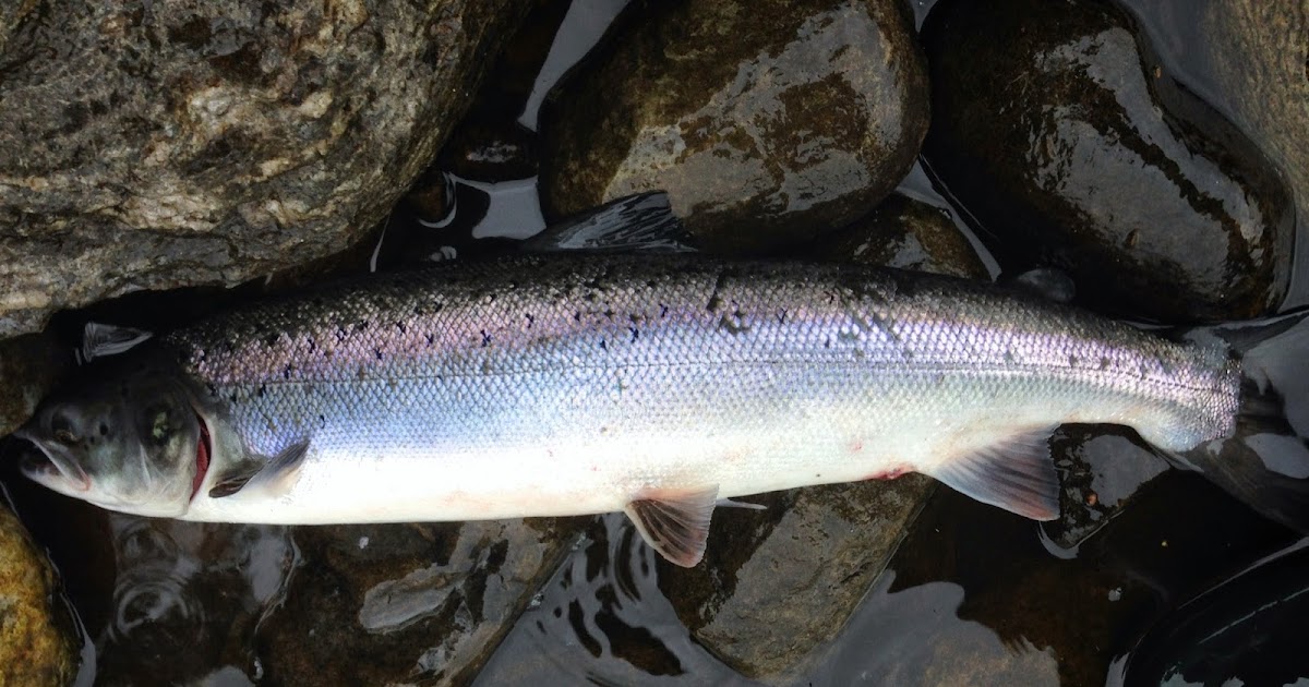 Newtyle Salmon Fishings 4lb Grilse