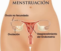 Menstruacion