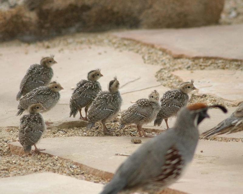 baby quails www imgkid com the image kid has it baby quails www imgkid com the image kid has it