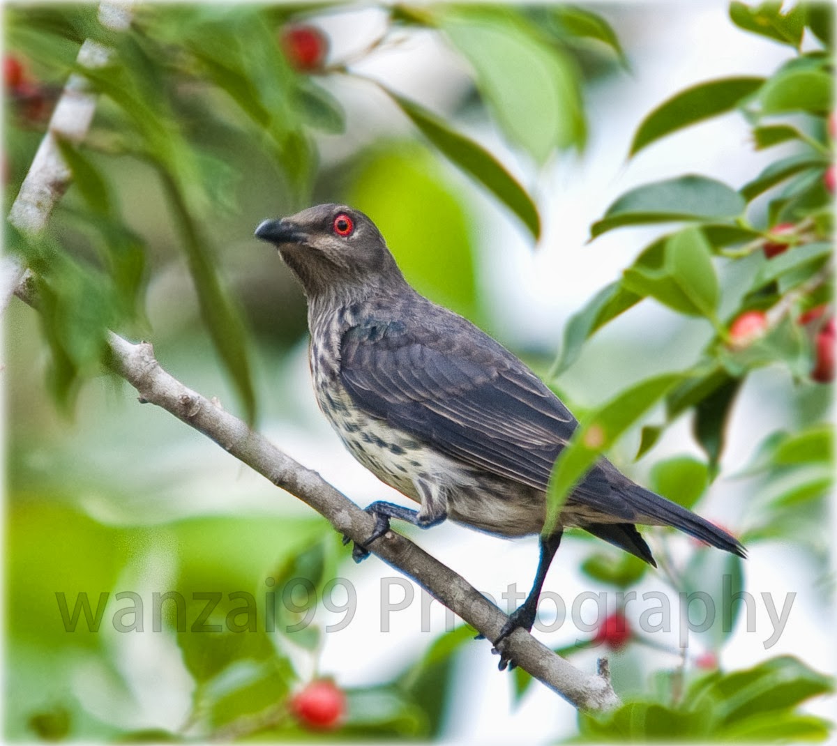 Wanzai99 Photography Burung Perling Mata Merah