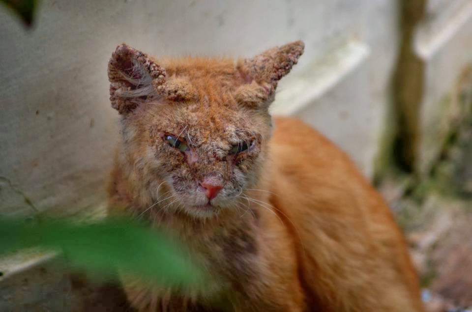 Scabies Penyakit Gatal di Telinga Kucing