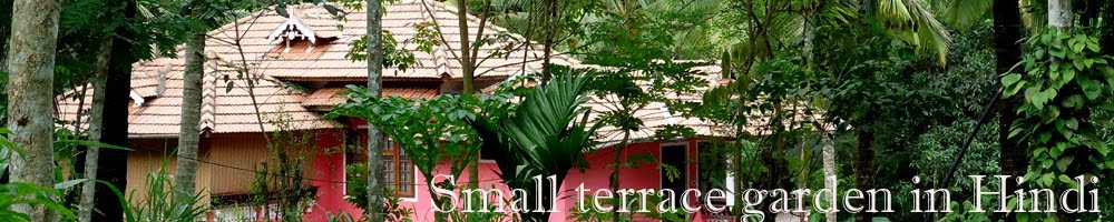 Small terrace garden in Hindi