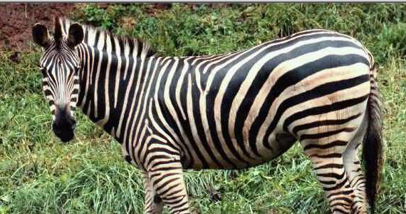 Images Of Zebra. Create a zebra pattern