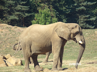 éléphant thoiry