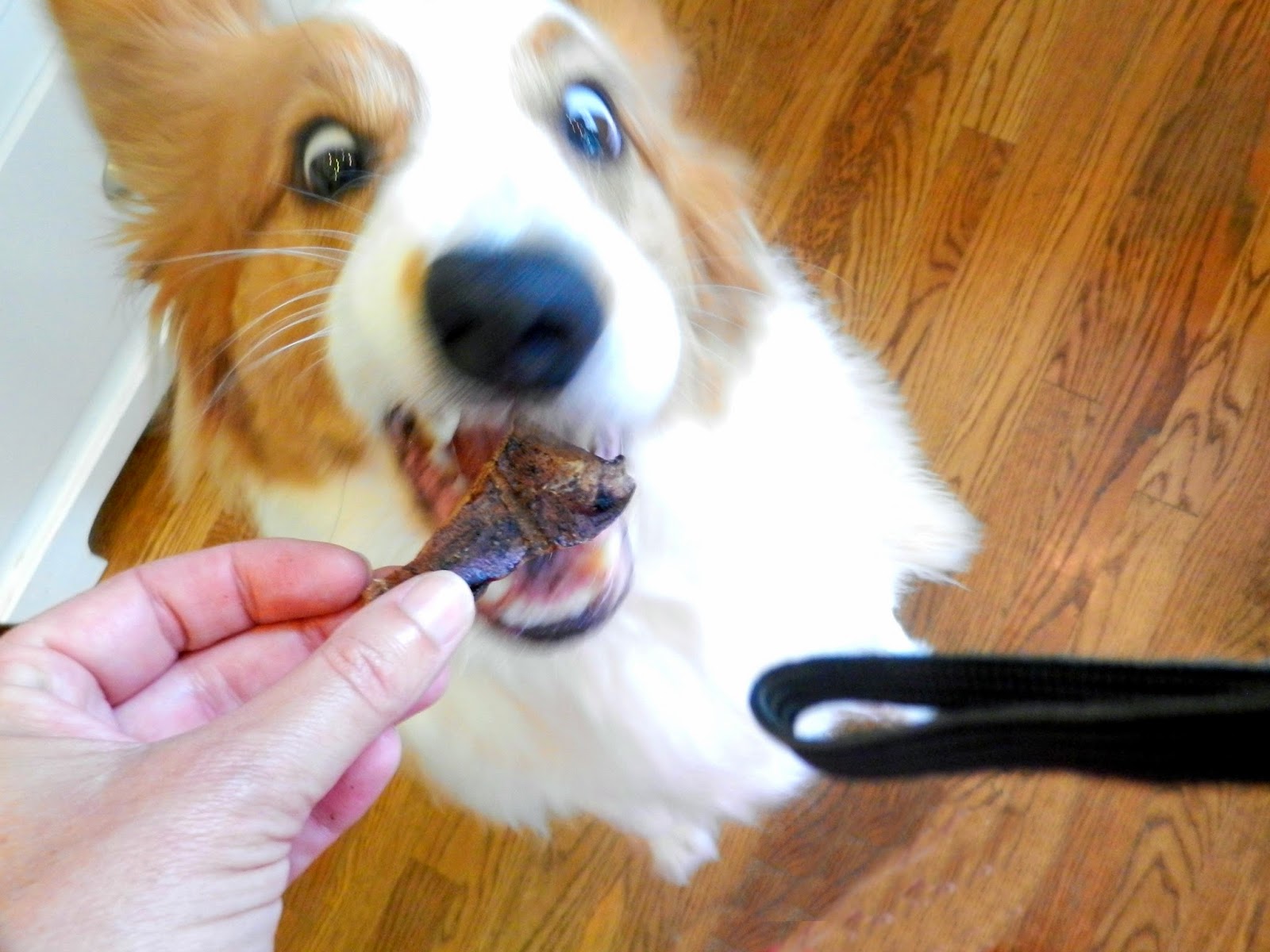 Lamb Mean Dog Food Ingrediants Lamb Mean Dog Food Ingrediants