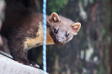 Cheeky Pine Marten!