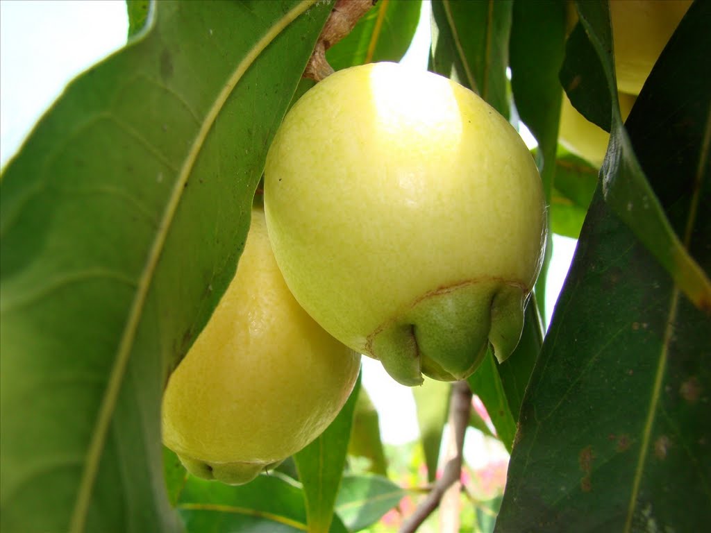Fruits জাম