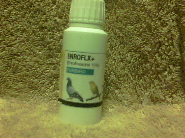 Dark Thoughts How To Give A Rat Baytril Antiobiotics