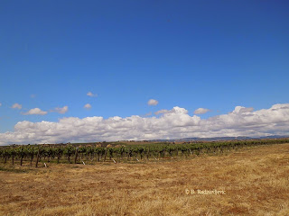 Vineyards in Estrella Area of Paso Robles, © B. Radisavljevic