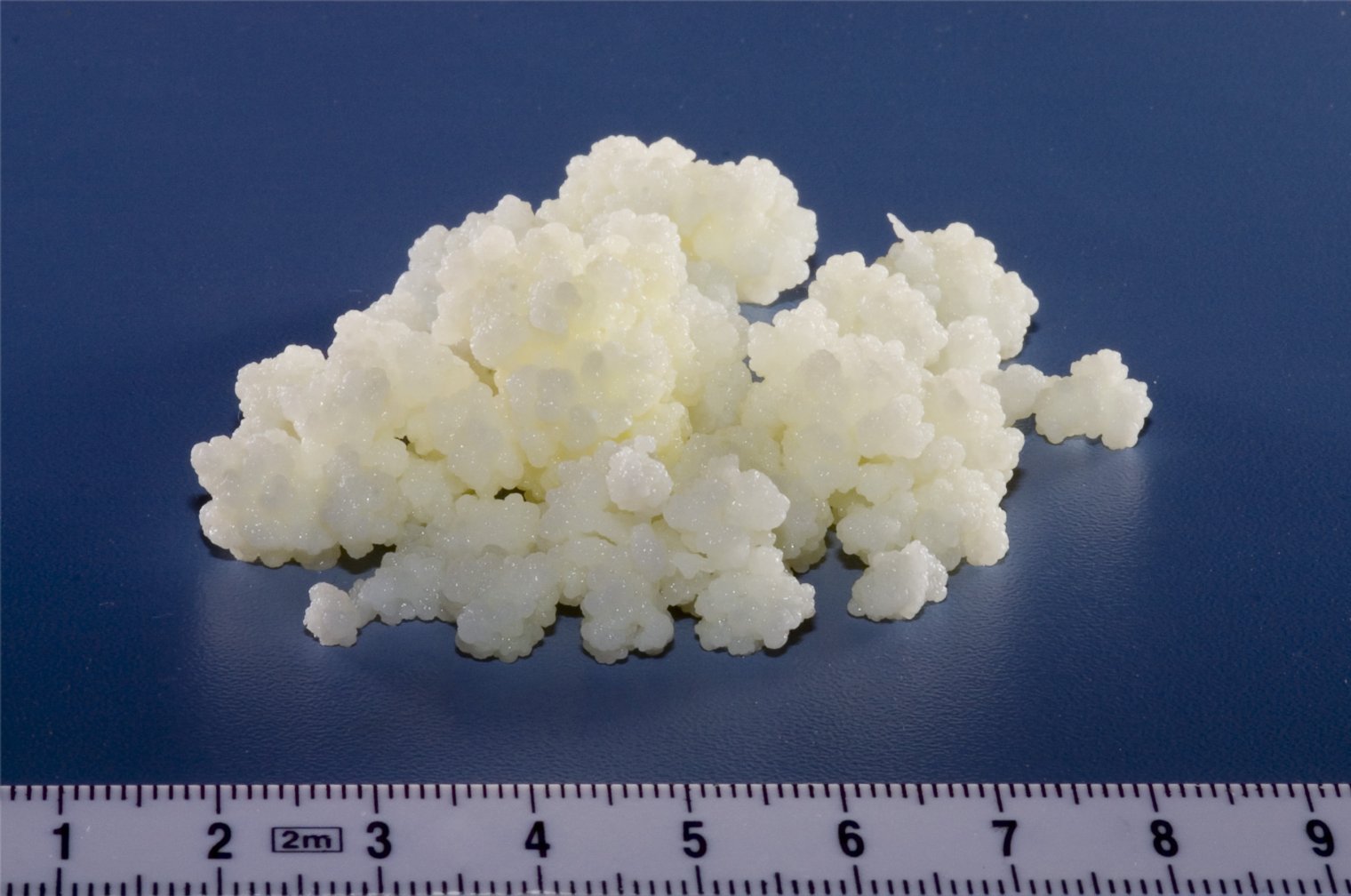 Milk Kefir Grains