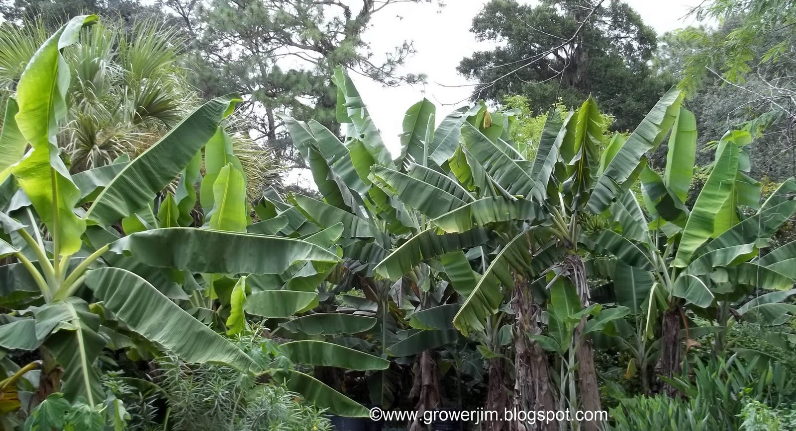 Garden Adventures Banana (Musa)