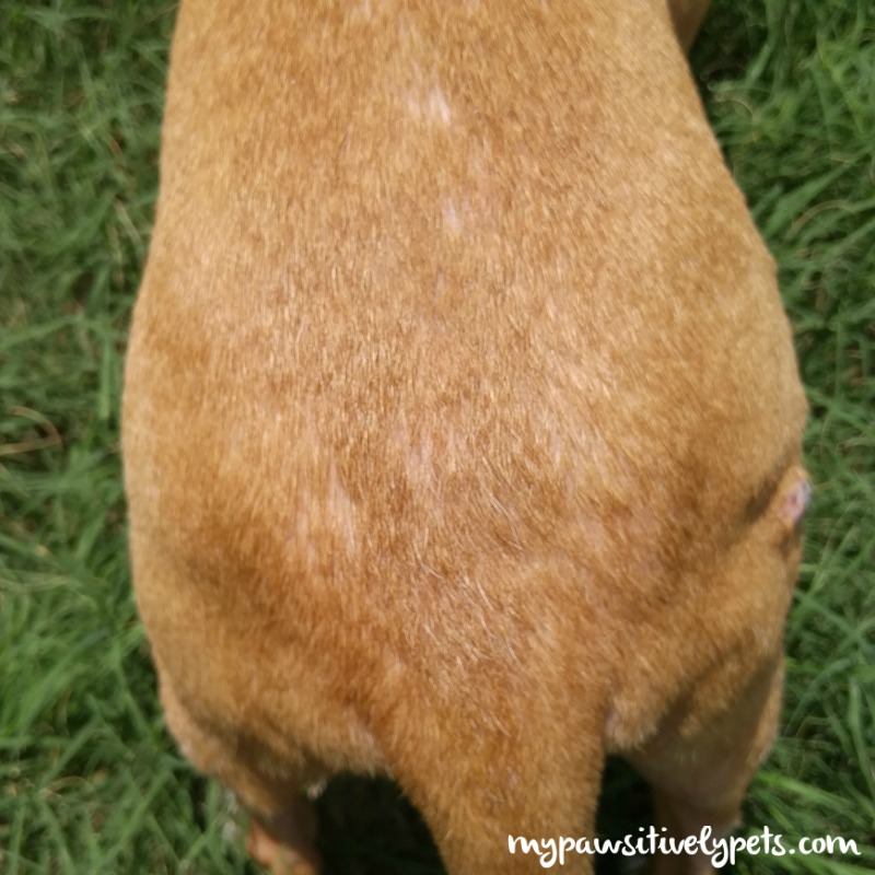 The Benefits of Giving Fish Oil to Your Dog Pawsitively Pets