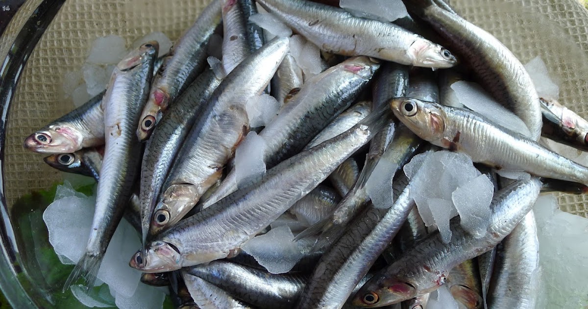 MY KITCHEN IN SPAIN FRESH ANCHOVIESSMALL FISH, BIG FLAVOR