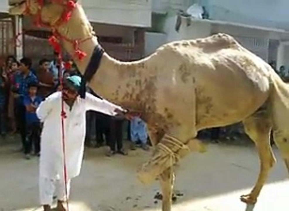 Camel+Qurbani+Karachi Wrong Camel Sacrifice - Qurbani | Islamic Ceremony Eid ul Adha Qurbani ...