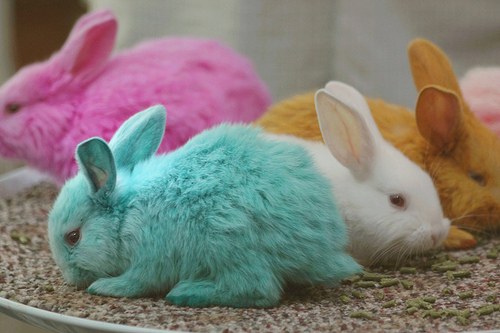 colorful_bunnies.jpg