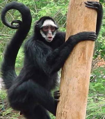 CUENTOS E HISTORIAS DE LA SELVA: El mono araña, el primate más amenazado en América del Sur