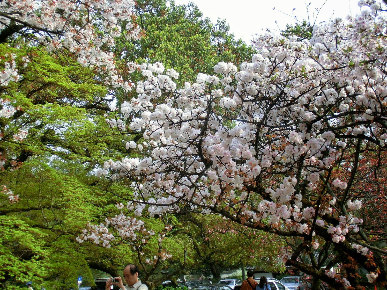 黙翁日録 京都の桜 京都御所の桜 八重桜が主流のなかで頑張ってる一重の桜 14 04 12