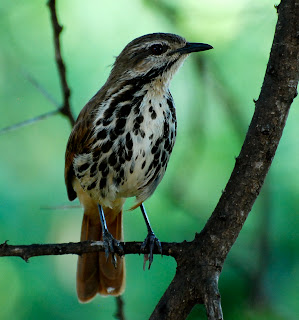 Spotted Morning-Thrush