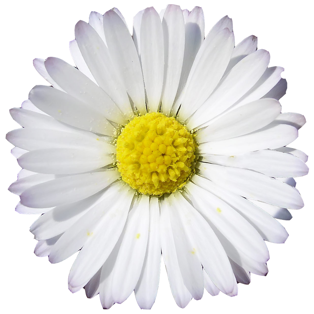 GrannyEnchanted.Com -Free Elements: Free White Digi Scrapbook Flower