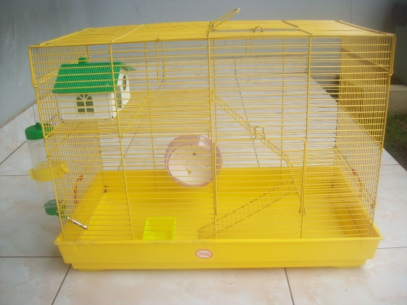 apapun merawat hamster apapun merawat hamster