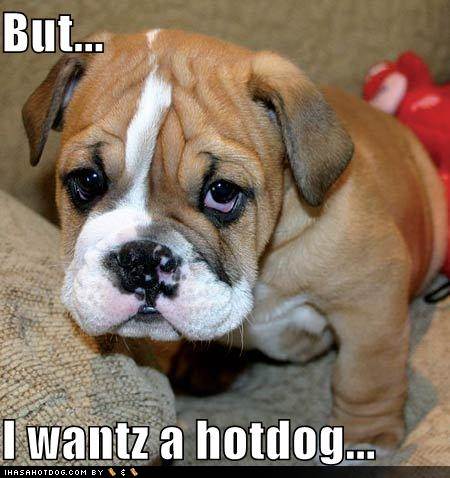 funny pictures of dogs. funny dogs pictures. funny pictures of dogs.