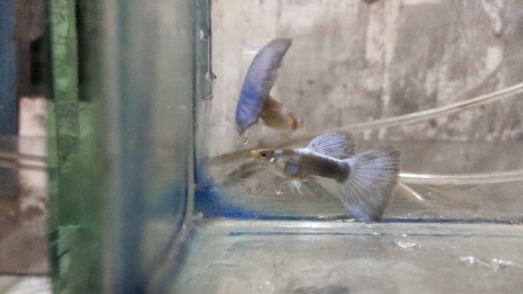 jual guppy half black blue hb blue hewan indonesia dan jual guppy half black blue hb blue hewan indonesia dan